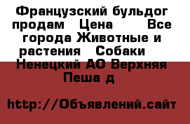 Французский бульдог продам › Цена ­ 1 - Все города Животные и растения » Собаки   . Ненецкий АО,Верхняя Пеша д.
